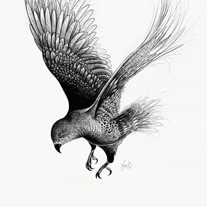 Illustration d'un Kea, un oiseau de la Nouvelle-Zélande