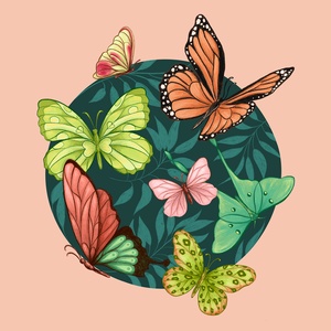 Illustration de papillons pour des couvertures produits de Studio&co