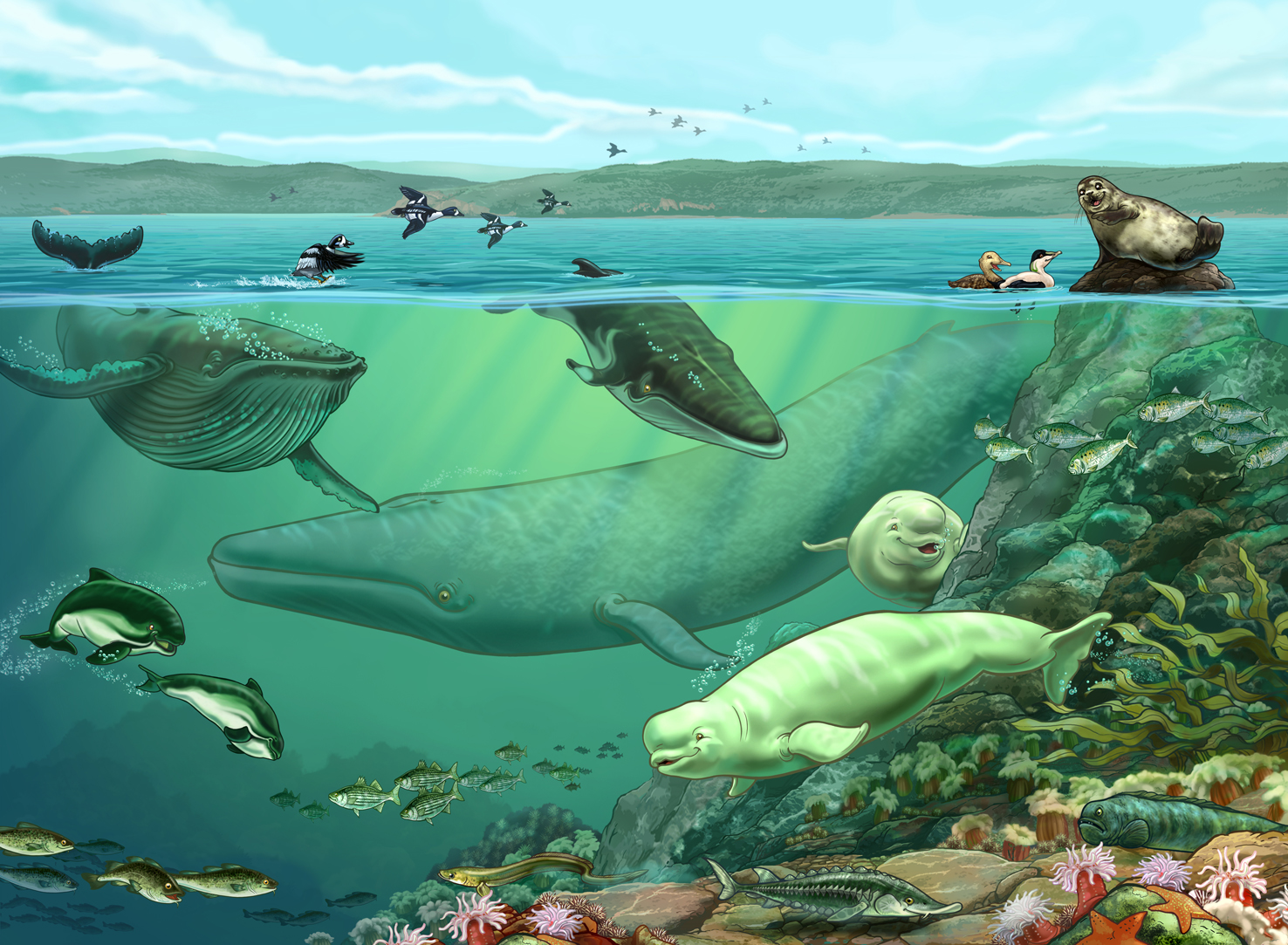 Illustration Québec Caroline Soucy Illustration documentaire