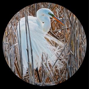 La grande aigrette et sa conscience