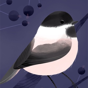 Chickadee Illustration