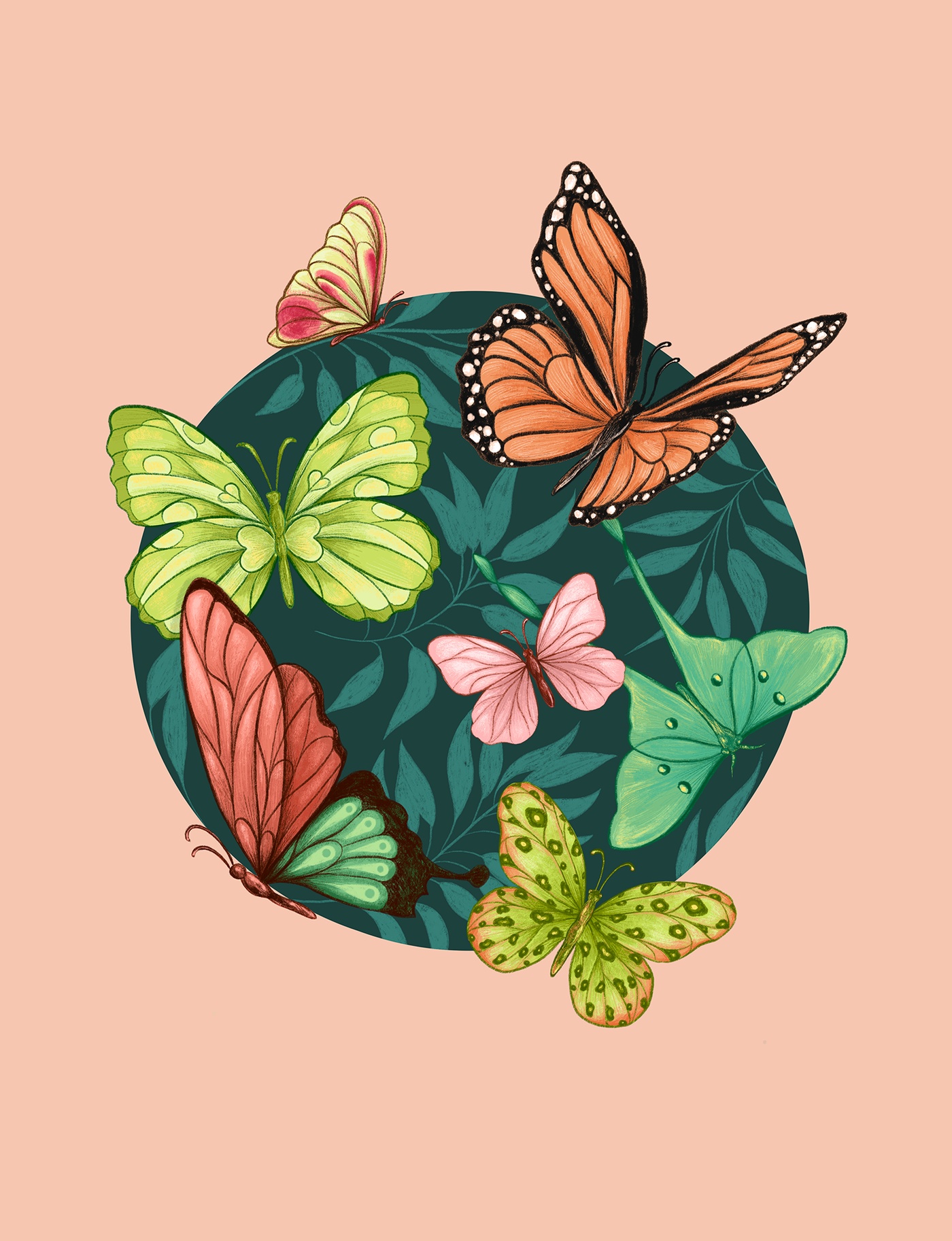 Marie-Hélène St-Michel - Illustration de papillons pour des couvertures produits de Studio&co