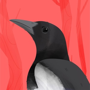 Magpie Illustration