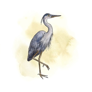 illustration-especes-Parc-National-du-Bic-SEPAC-grand-heron-3x3-v2-oiseaux