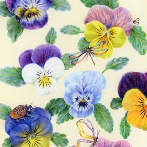 Poppicot Pansies | Pensées Poppicot