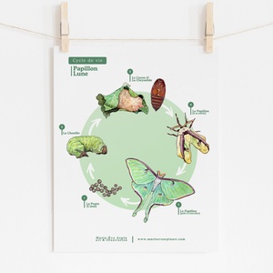 Affiche Éducative - Papillon Lune | Cycle de Vie