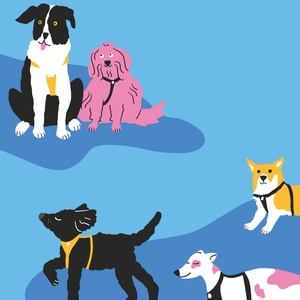 Chiens du recto