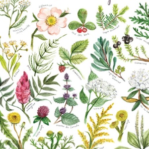 Plantes sauvages du Québec à infuser