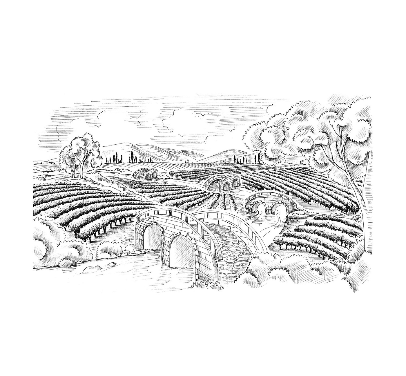 Marie-Hélène St-Michel - illustration du vin Les Quatre Ponts