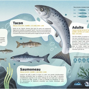 Le cycle de vie du saumon atlantique