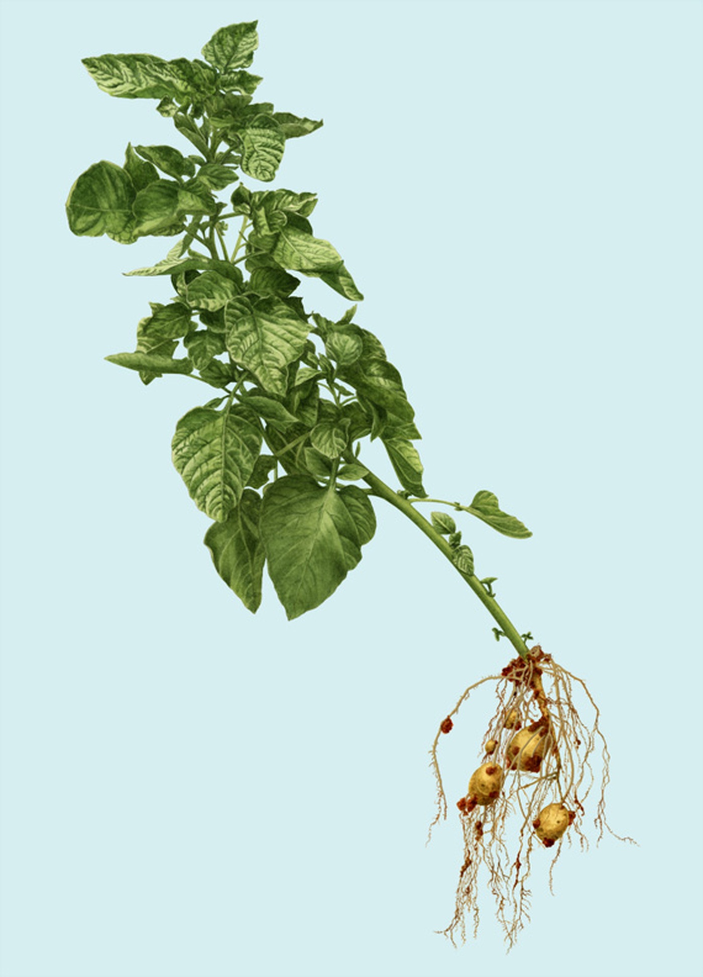 Luc Normandin - Potato plant patates