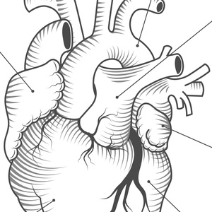 AL_HEART_ANATOMY_TEXT