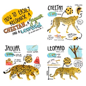 How to easily recognise a cheetah, a jaguar and a leopard