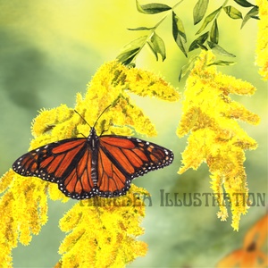 Papillon monarque et verge d'or