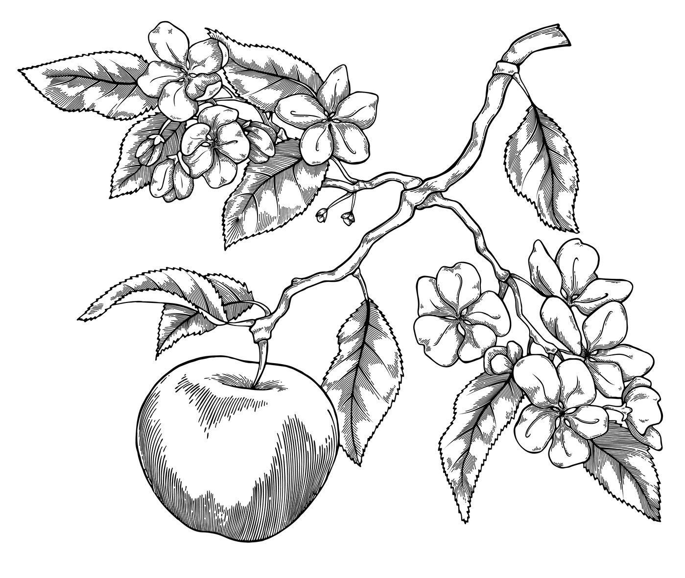 Elie Graphisme - Fleurs et pomme