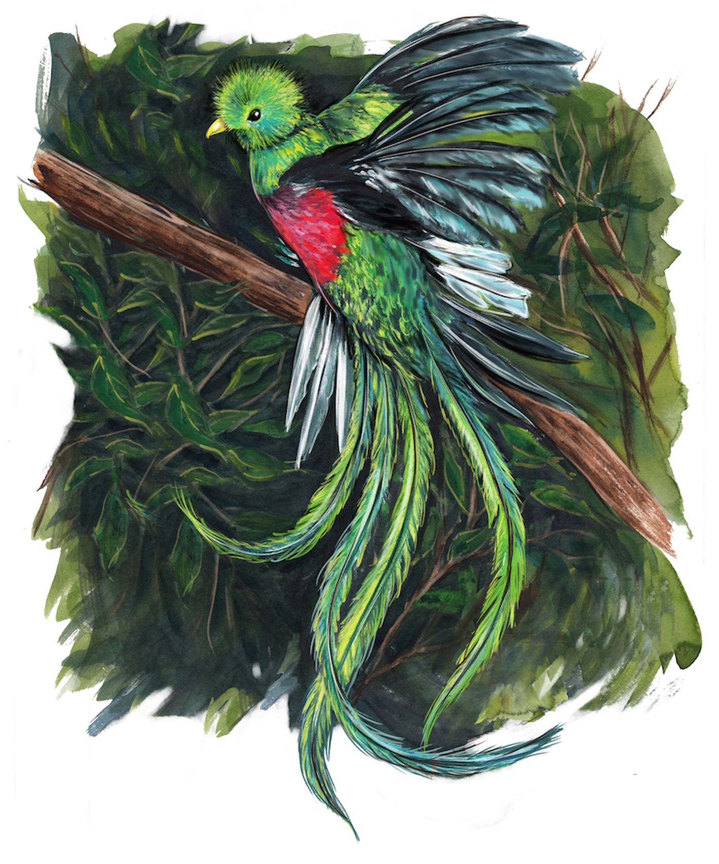 Jocelyne Bouchard - Quetzal