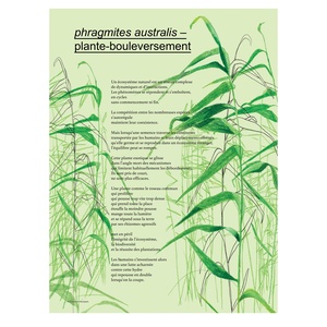 phragmites australis - plante-bouleversement