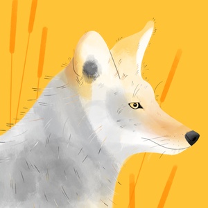 Coyote Illustration