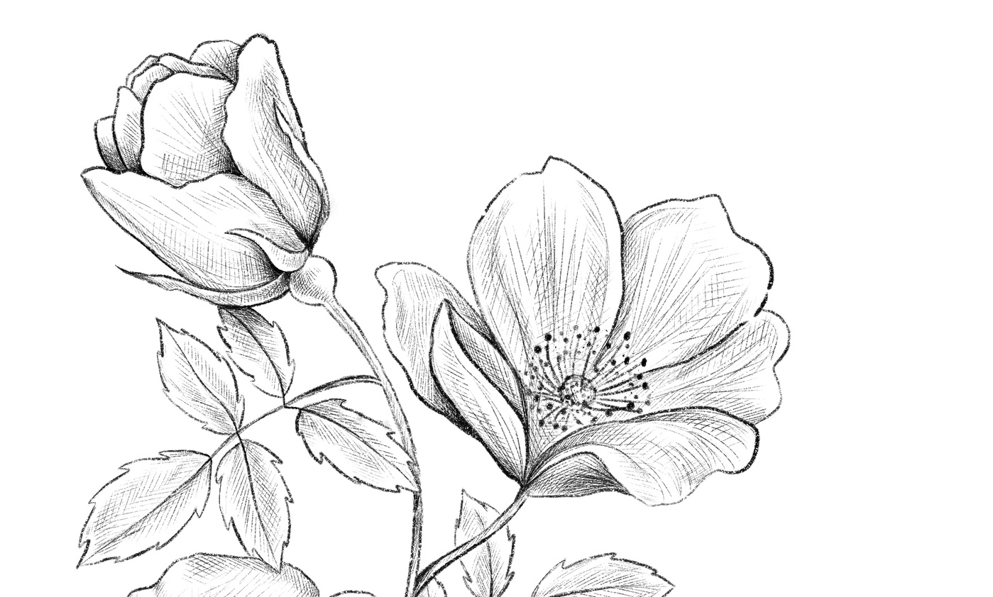 Marie-Hélène St-Michel - zoom sur l'illustration de roses sauvages