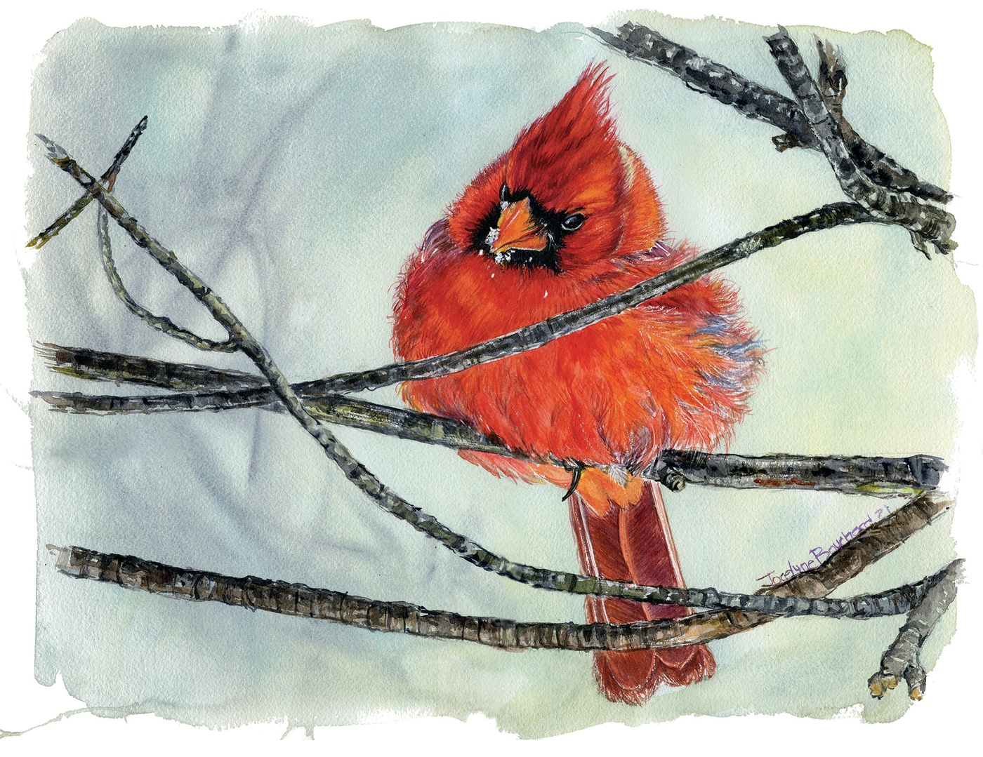 Jocelyne Bouchard - Cardinal en hiver 